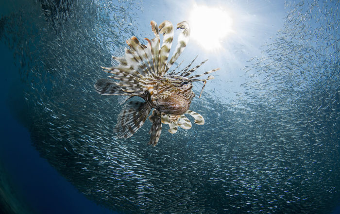 WORLD SHOOTOUT Underwater Photo Grand Prix